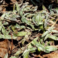 Cyanotis obtusa (Trimen) Trimen
